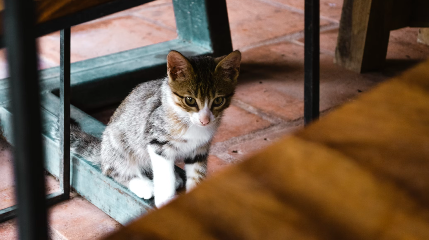 How Smart Home Tech Can Help You Look After Your Pets