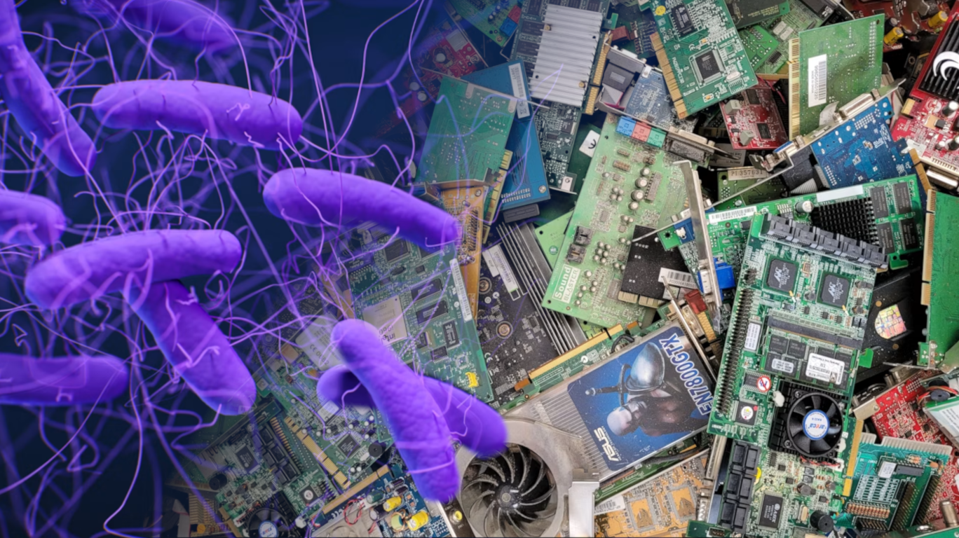 Bioleaching: The Bacteria Working to Recycle Old Tech