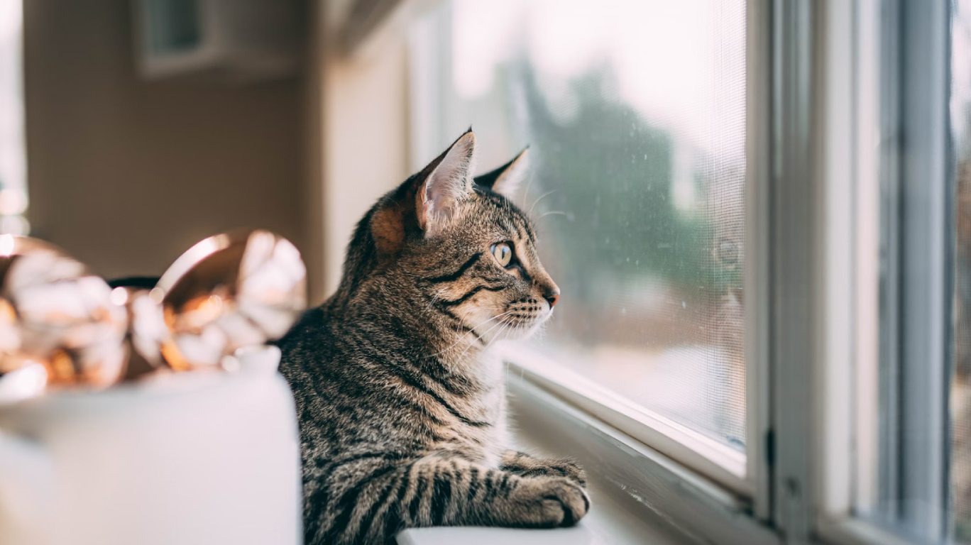 The Top Smart Cameras to Watch Your Pets While You’re Away