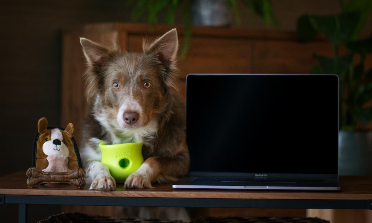 Brown and white dog sitting at a desk with a toy and laptop/